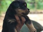 Rottweiler Puppy