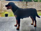 Rotwailer female dog