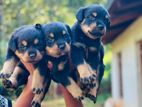 Rottweiler Puppies