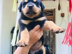 Rottweiler Puppies