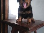 Rottweiler Puppy