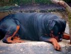 Rotweiler Dog