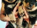 Rottweiler Puppies
