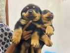 rotwayal puppies