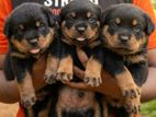 Rottweiler Puppies