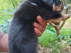 Rottweiler Puppy