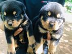 Rottweiler Puppy
