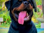 Rottweiler Puppy