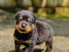 Rottweiler Puppy