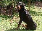 Rottweiler Dog for Kind Home