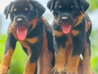Rottweiler Puppy
