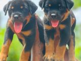 Rottweiler Puppy