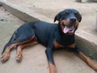 Rottweiler Female Dog