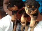 Rottweiler Puppies