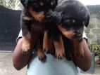 Rottweiler Puppies