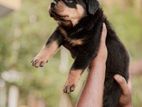 Rottweiler Puppy