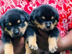 Rottweiler Puppies