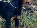 Rottweiler Dog