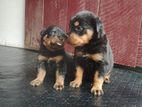 Rottweiler Puppies