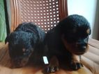 Rottwiler Puppies
