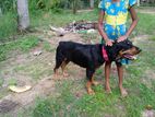 Rottweiler Dog