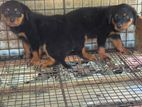 Rottweiler Puppy
