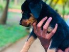 Rottweiler Female Puppy