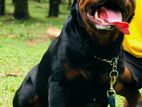 Rottweiler Dog for Crossing