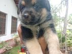 Rottweiler Puppy