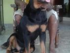 Rotweiler Dog