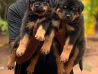 Rottweiler Dogs