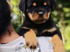 Rottweiler