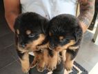 Rottweiler Puppies