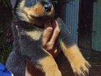 Rotweiler Puppy