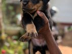 Rottweiler Puppies