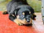 Rottweiler Puppies