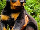 Rottweiler