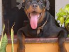 Rotweiler Dog