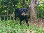 Rottweiler Puppy