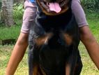 Rottweiler