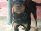 Rotweiler Puppy