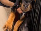 Rotweiler Male Puppy