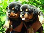 Rotweiler Puppies for Crossing