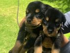 Rotweiler Puppies