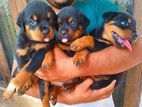 Rotweiler Puppies