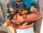 Rotweiler Puppies