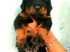 Rotweiler Puppies