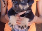 Rottweiler Puppies