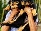 Rotweiler Puppies