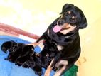 Rottweiler Puppies